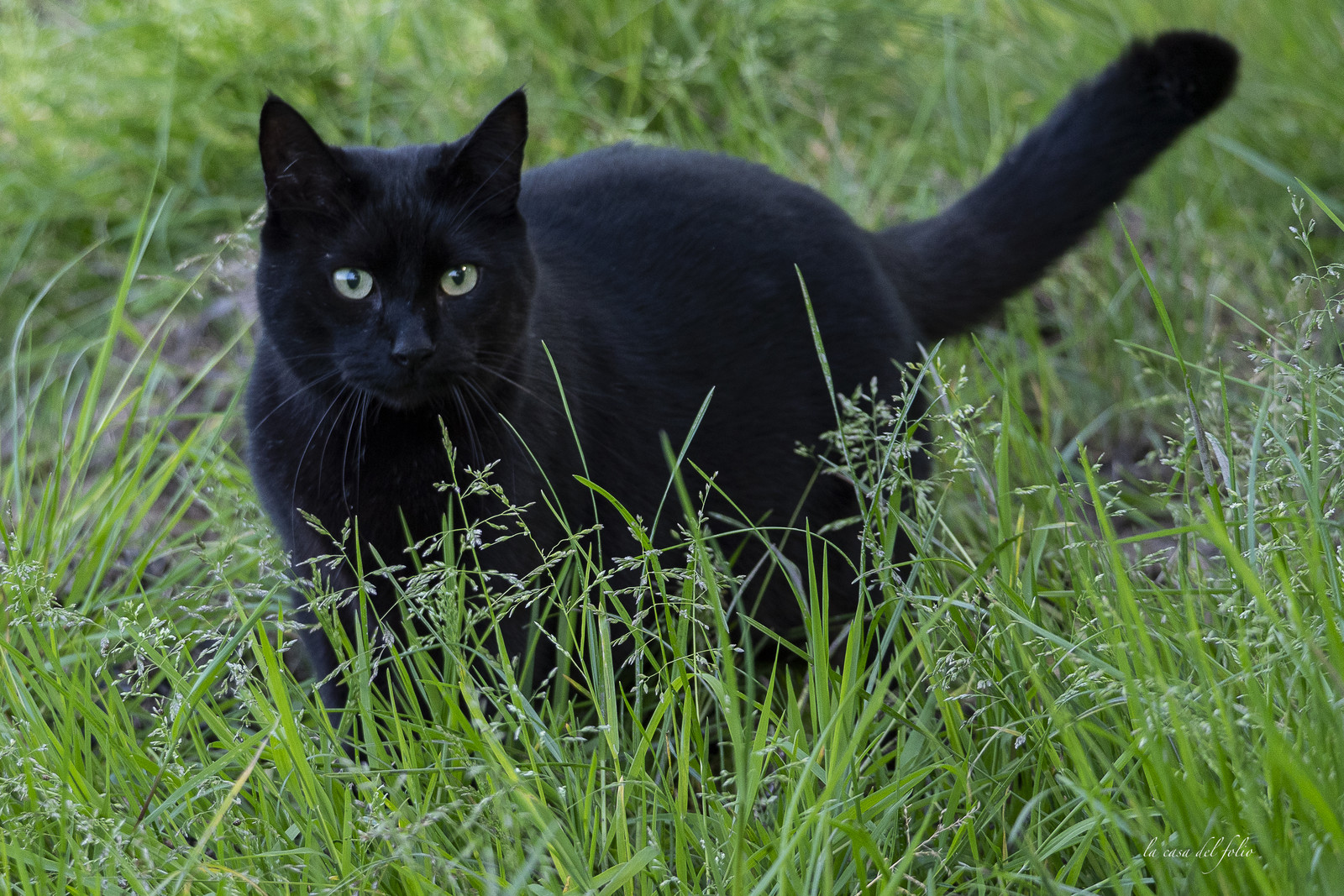 Zazou le chat