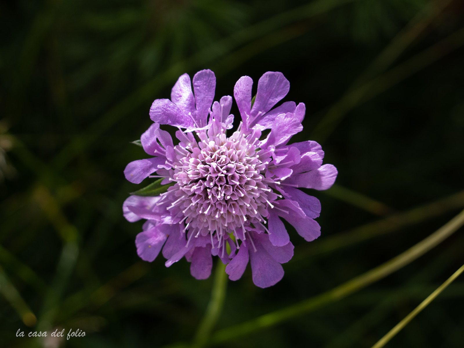 Scabieuse colombaire