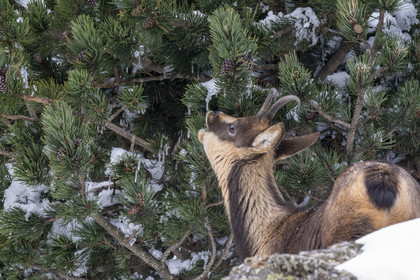 Isard des Pyrénées