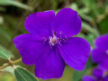 Fleur araignée   Tibouchina urvilleana
