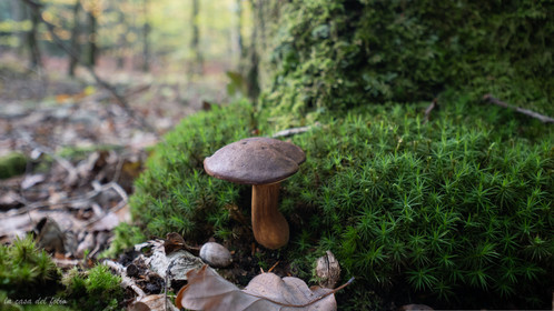 Champignon; Mushroom