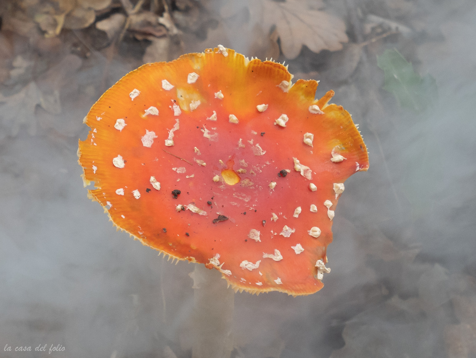 Champignon; Mushroom