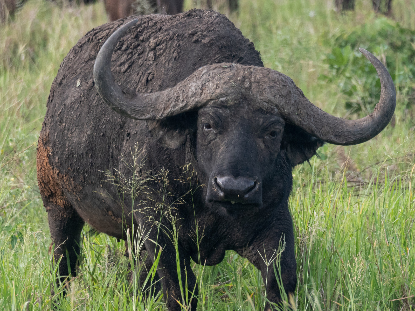 Buffle de Tanzanie