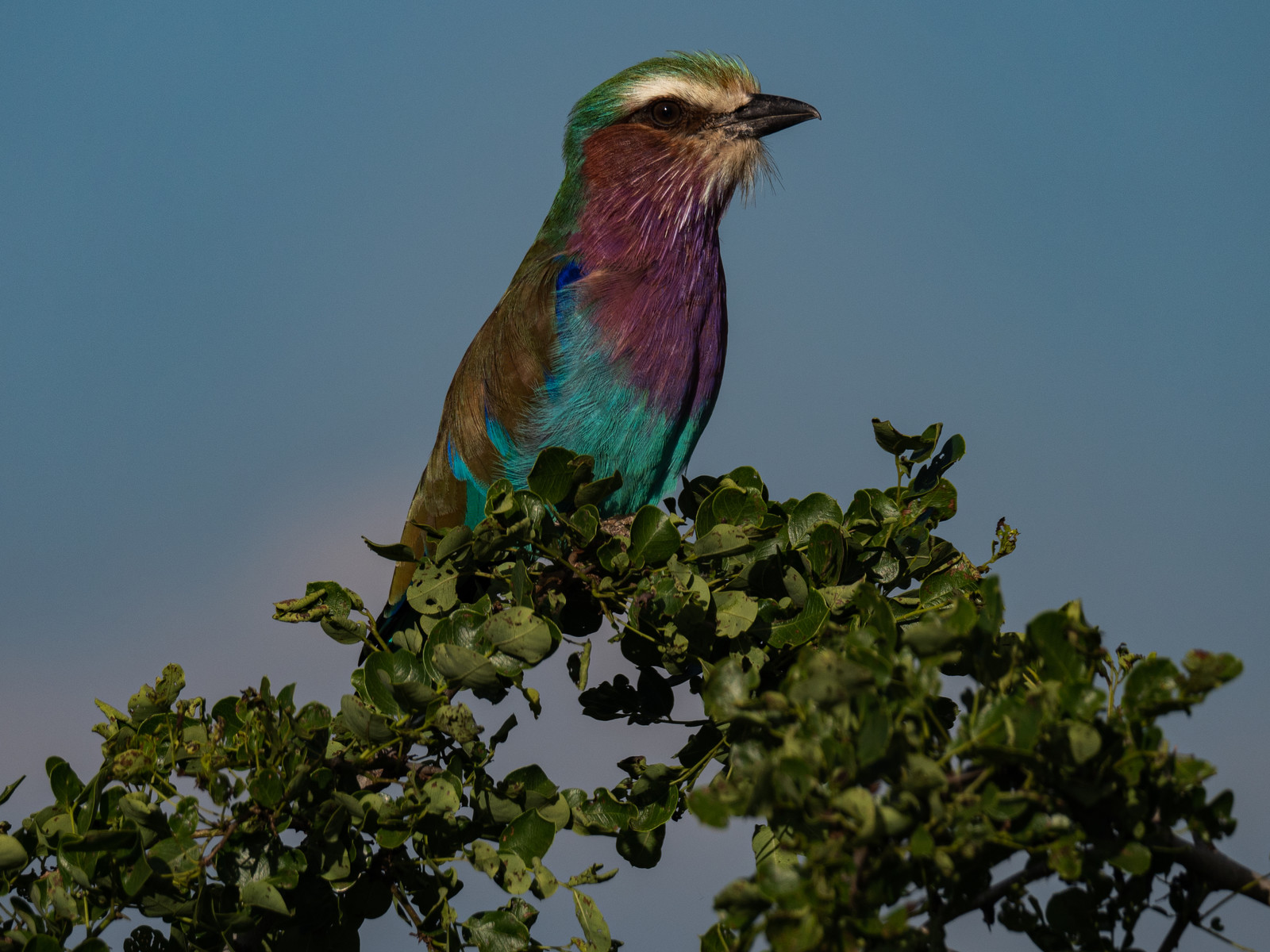 Oiseau coloré de Tanzanie