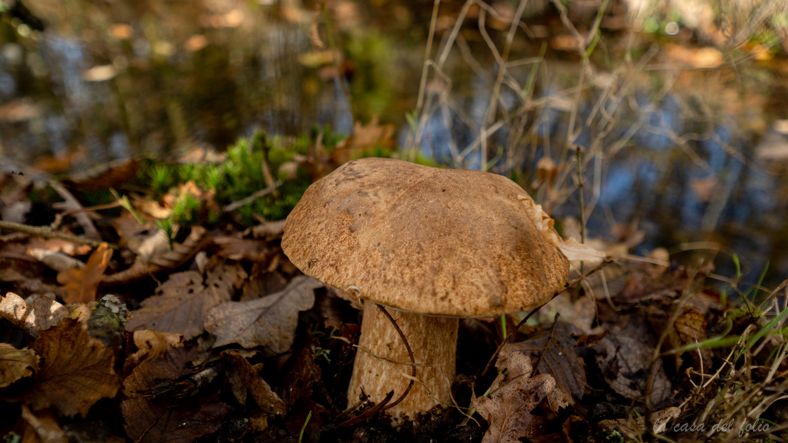 Champignon; Mushroom