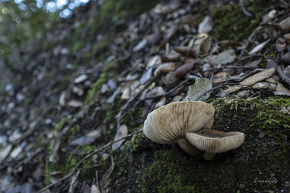 mushroom