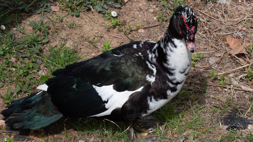 Le Canard de Barbarie à Saragosse