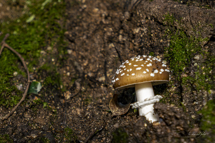 mushroom