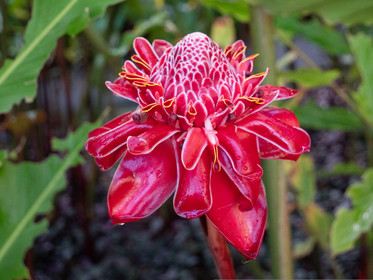 Rose de porcelaine   Etingera elatior