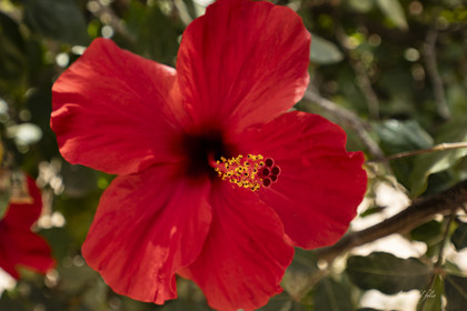 Fleur Maroc