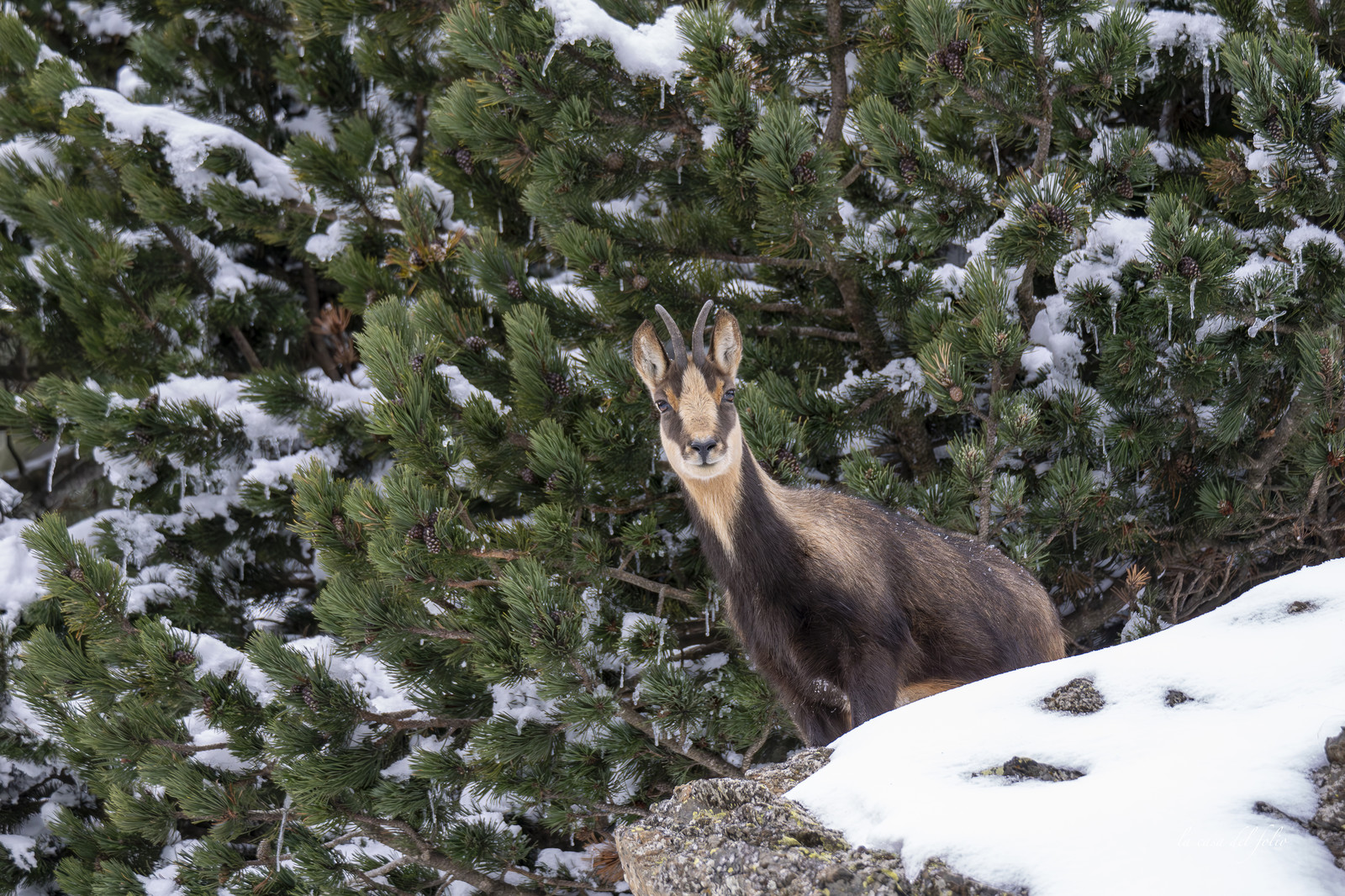 Isard des Pyrénées