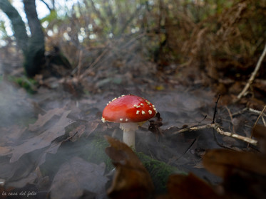 Champignon; Mushroom