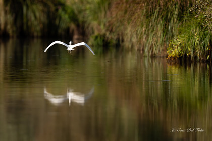 Aigrette garzette, Parc de la Brière