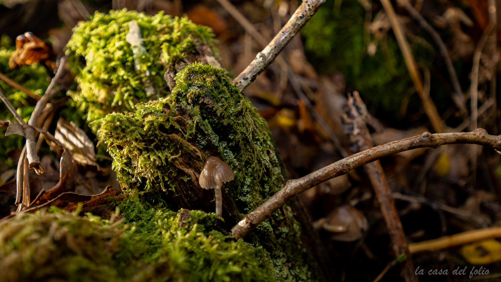 Champignon; Mushroom