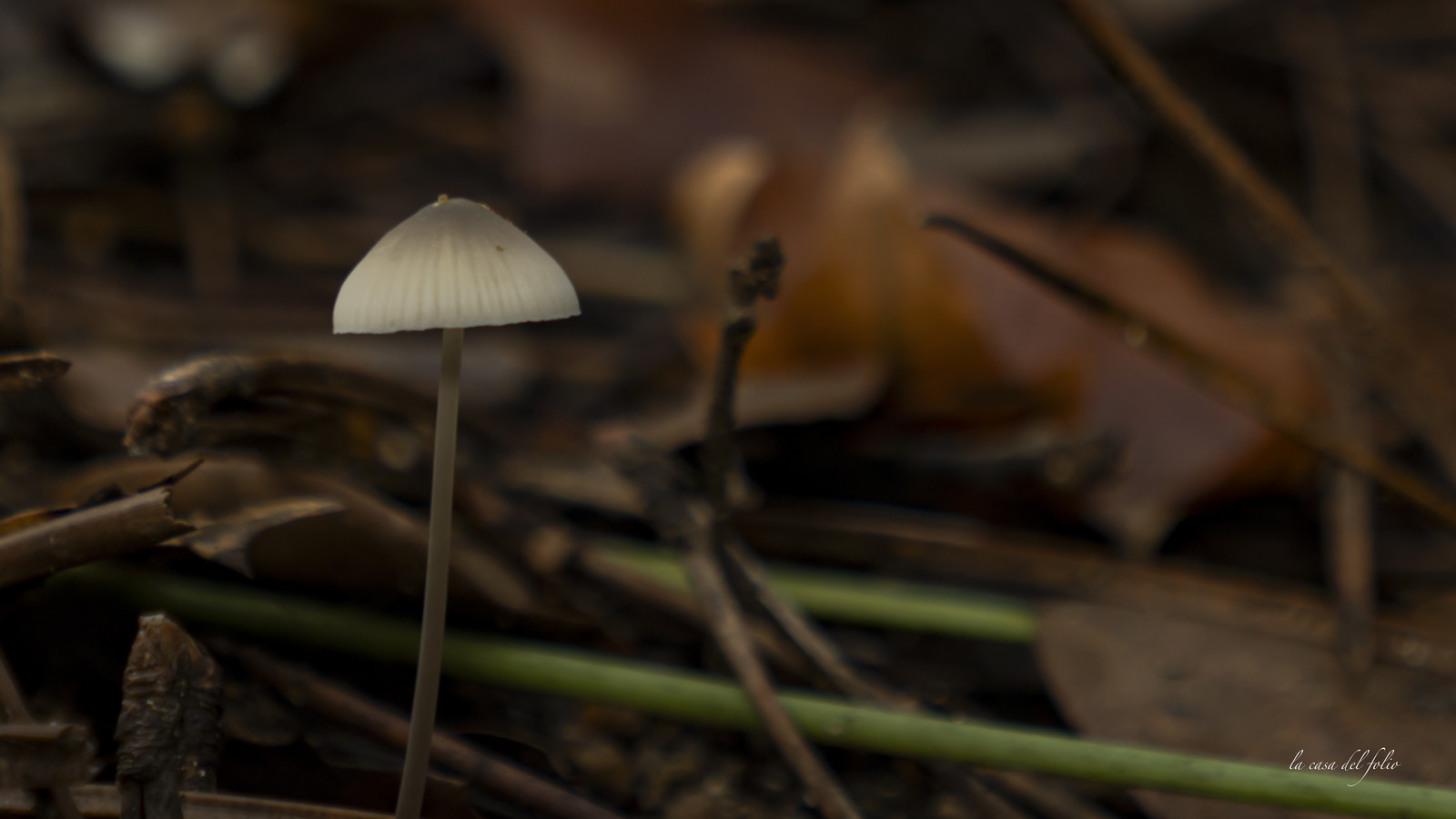 Mushroom