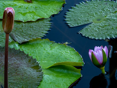 Lotus bleu   Nymphaea nouchali var. caerula