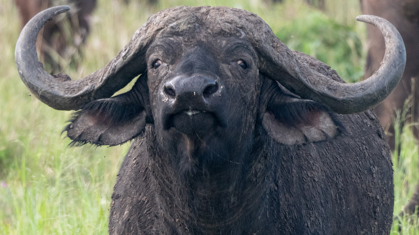 Buffle de Tanzanie