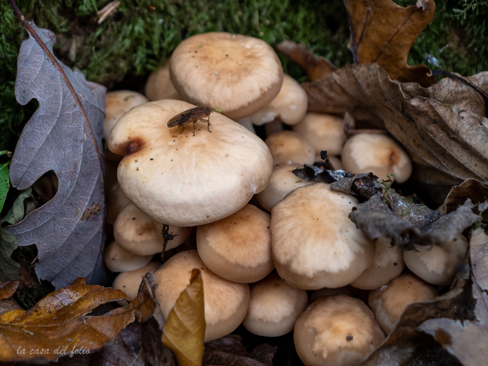 Champignon; Mushroom