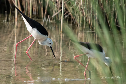 Échasse blanche