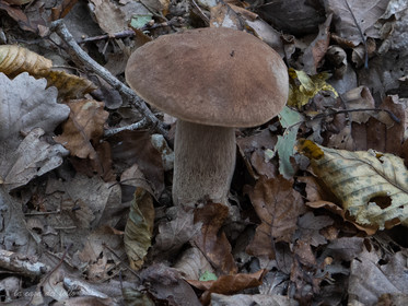 Champignon; Mushroom