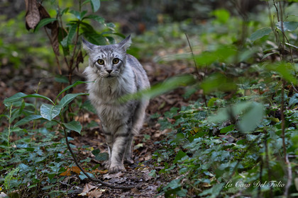 chat en balade
