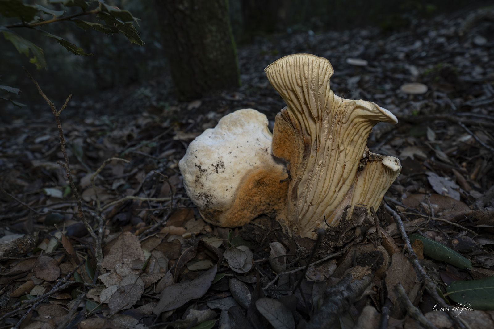 mushroom