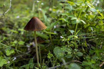 Champignon
