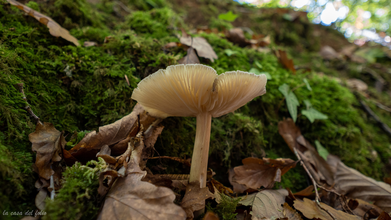 Champignon; Mushroom