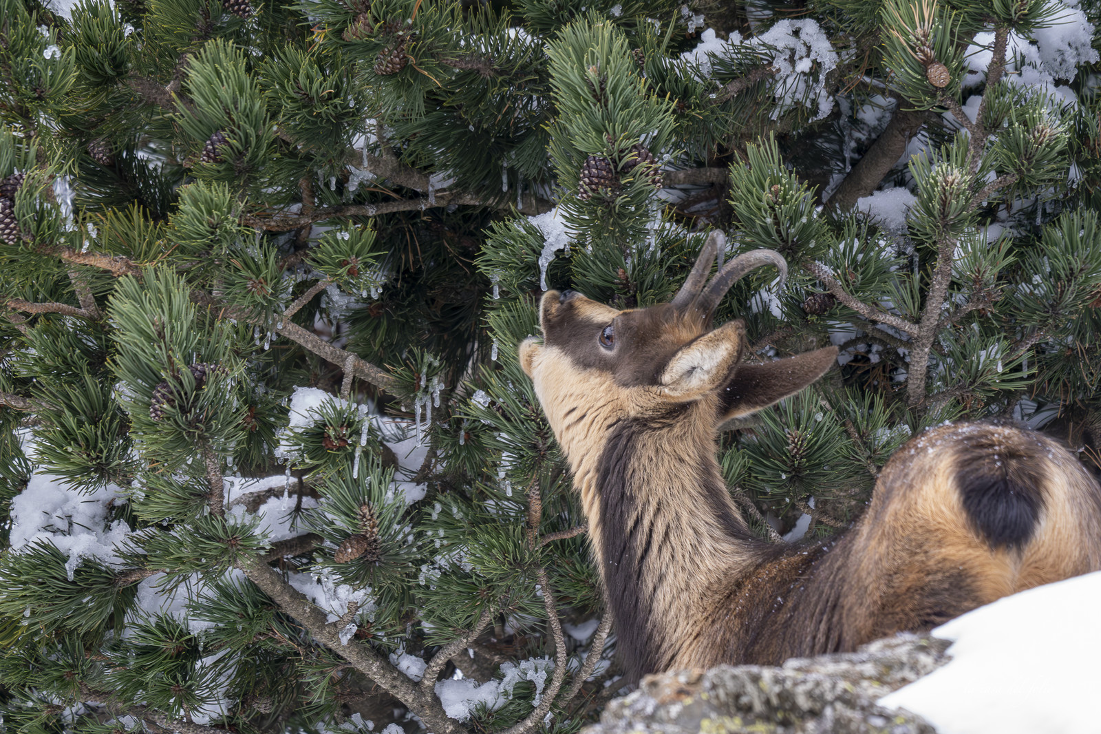 Isard des Pyrénées