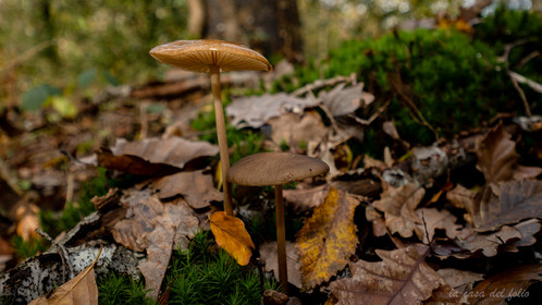 Champignon; Mushroom