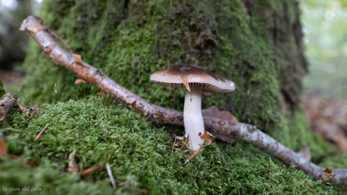 Champignon; Mushroom