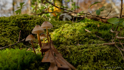 Champignon; Mushroom