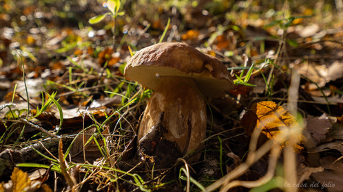 Champignon; Mushroom