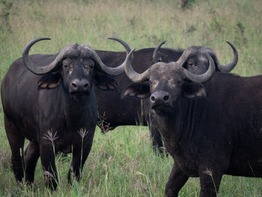 Buffle de Tanzanie