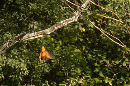 Kingfisher- Le Gesvres