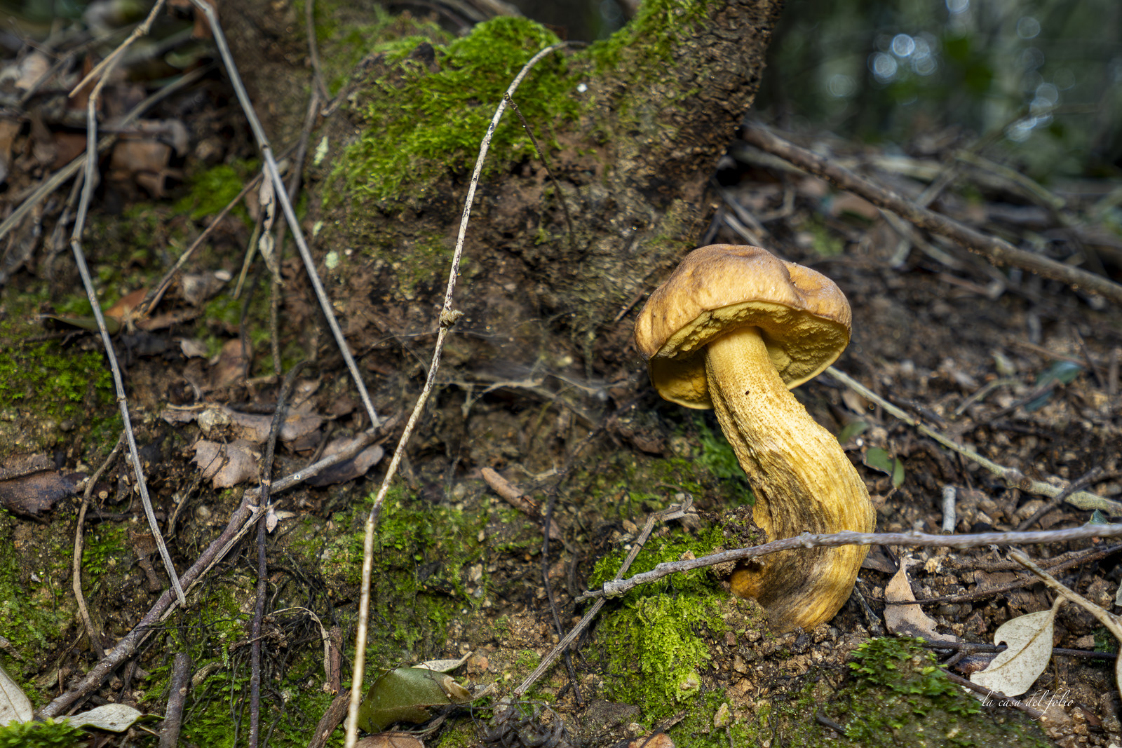 mushroom
