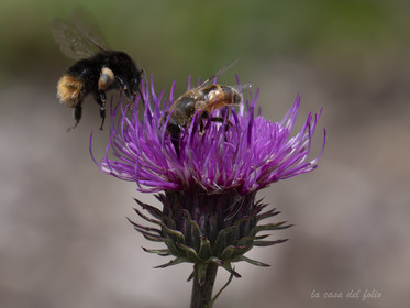 Miam du Pollen