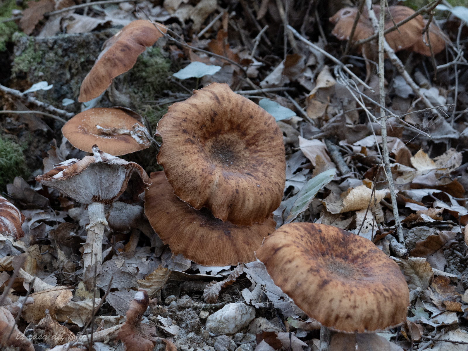 Champignon; Mushroom