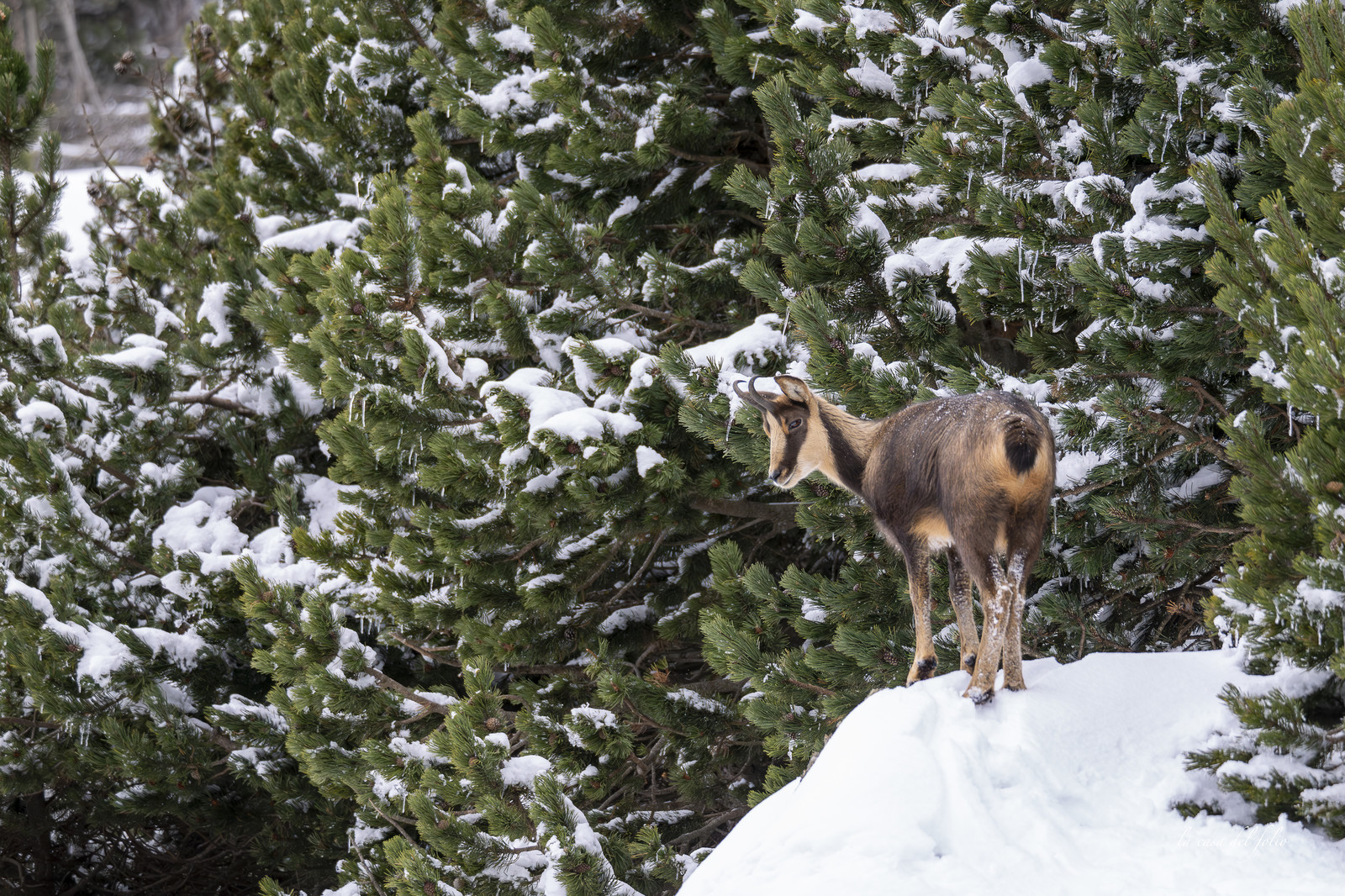 Isard des Pyrénées