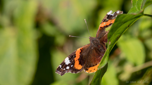 Papillon