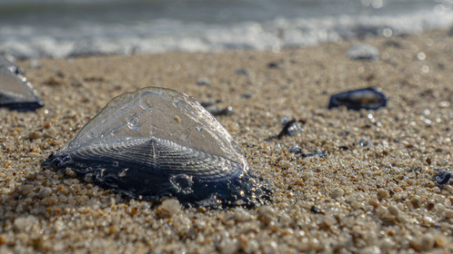 Velella velella