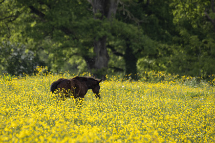 Le printemps