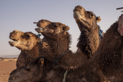 Maroc
