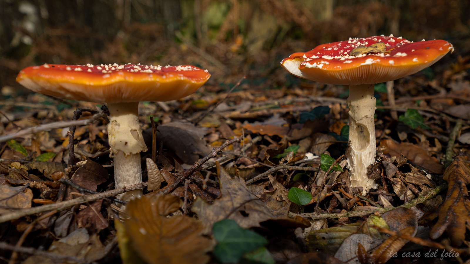 Champignon; Mushroom