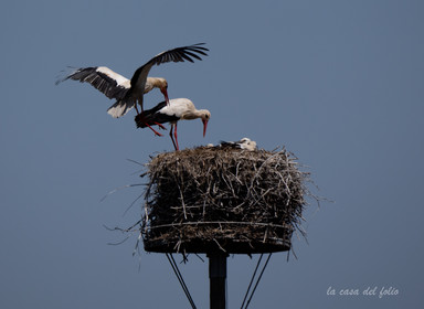 Cigogne