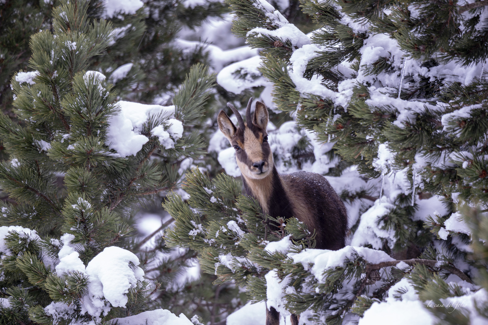 Isard des Pyrénées