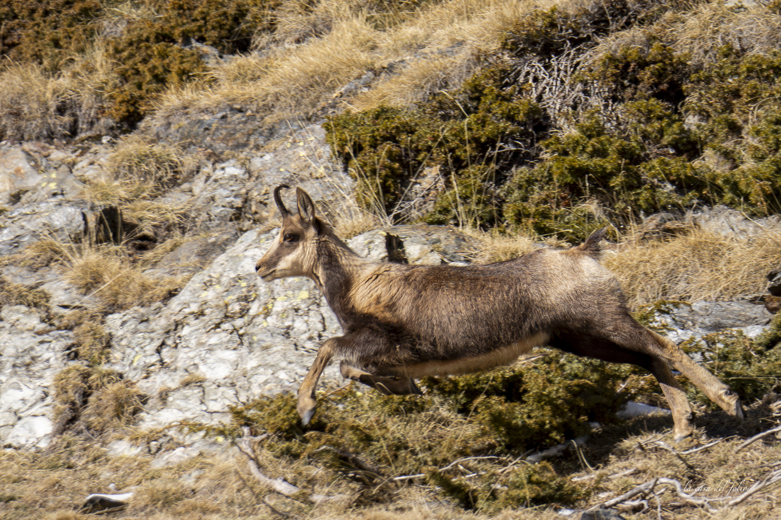 Isard des Pyrénées
