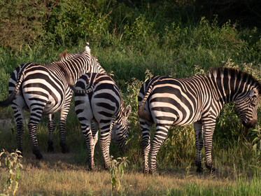 Zèbre de Tanzanie