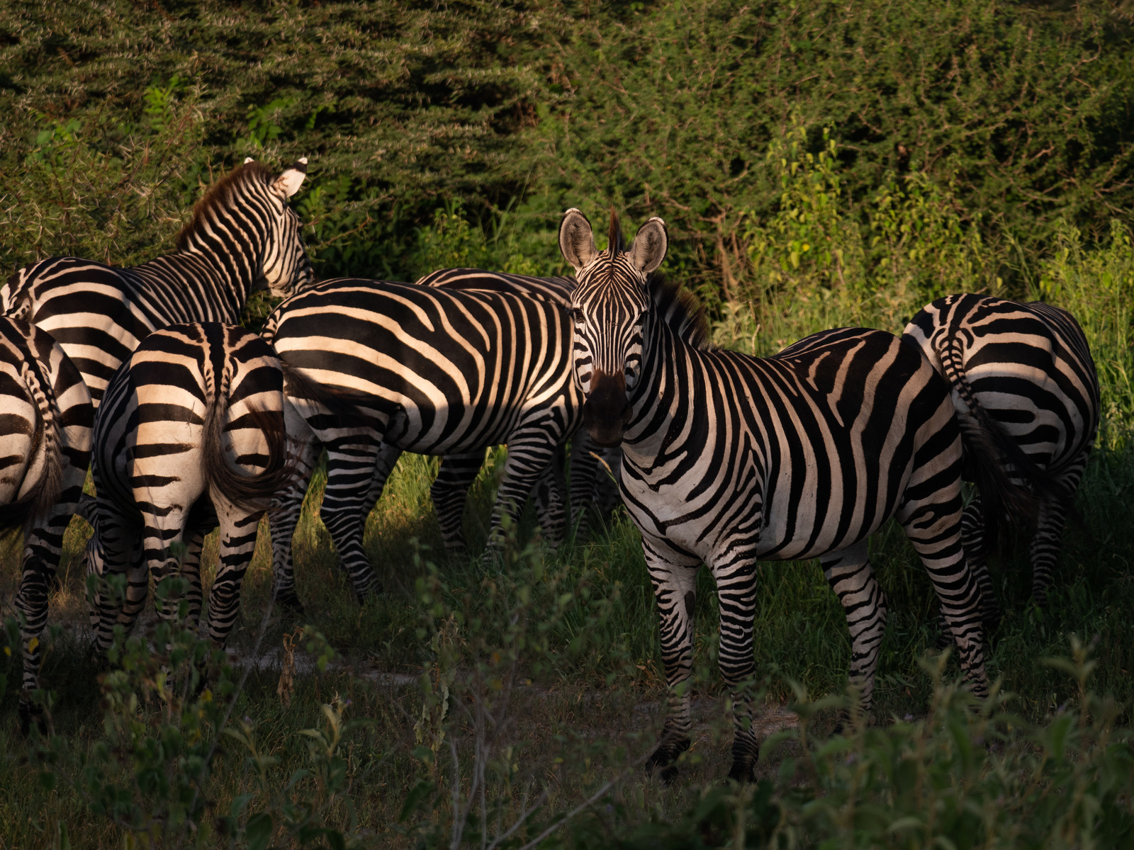 Zèbre de Tanzanie