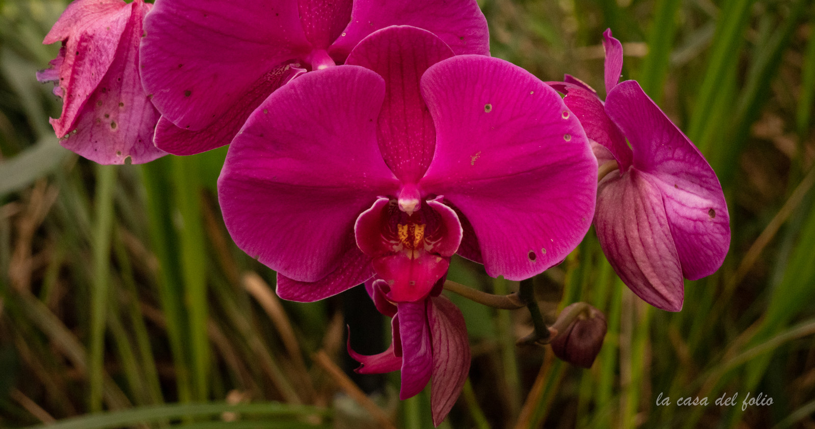Orchidée